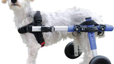 Best Dog Wheelchairs for Back Legs