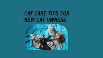 Cat Care Tips for New Cat Owners