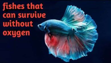 Goldfish Survive Without an Oxygen Pump