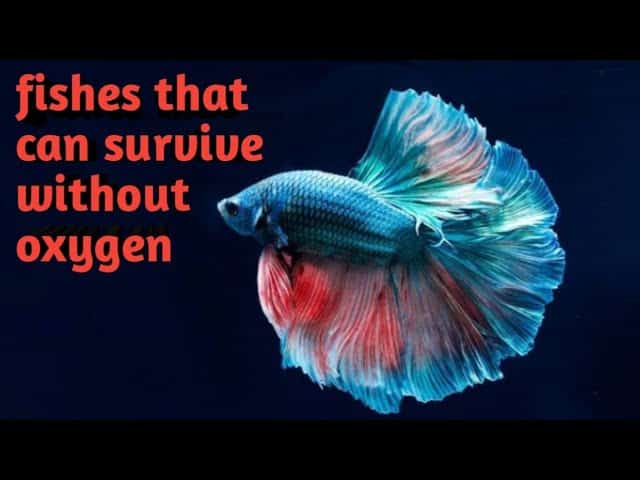 Goldfish Survive Without an Oxygen Pump