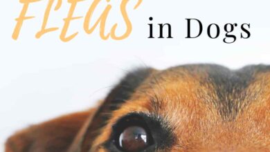 Home Remedies for Fleas on Dogs