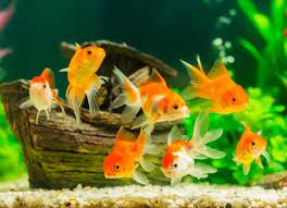 Perfect Fish Species for Your Bowl Aquarium
