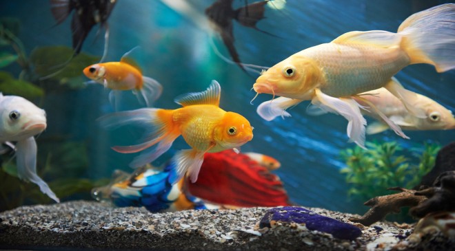 The Importance of Oxygen in a Goldfish Tank