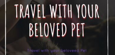 Traveling with Your Beloved Pet