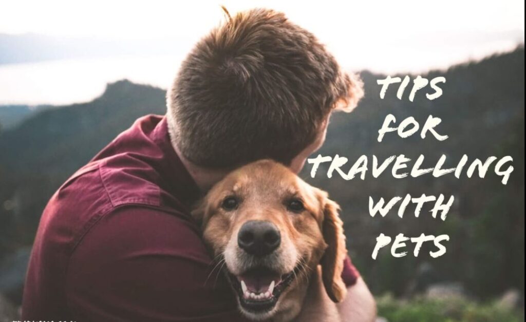 Preparing Your Pet for Travel