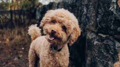 Best Dog Breeds for Kids