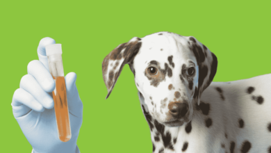 Urinary Problems in Dogs