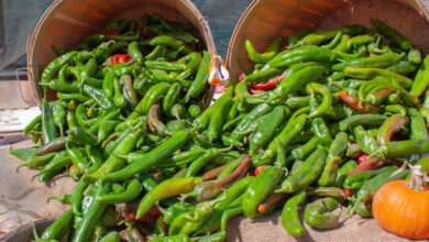 Why is New Mexico Green Chile So Popular in the World? Its Usage in Food