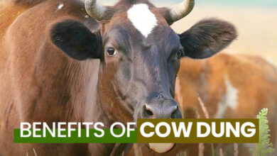 benefits of cow manure