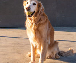 Can Dogs have ADHD