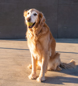 Can Dogs have ADHD